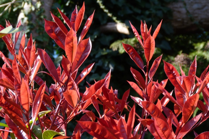 photinia-4971252_1920