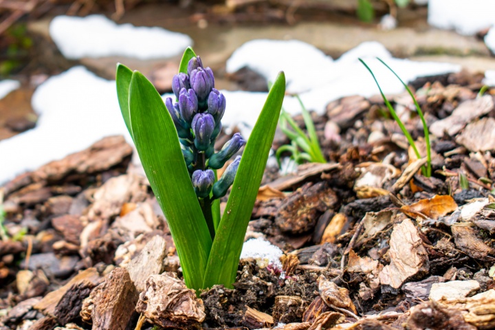 spring-4991348_1920 spring-4991348_1920