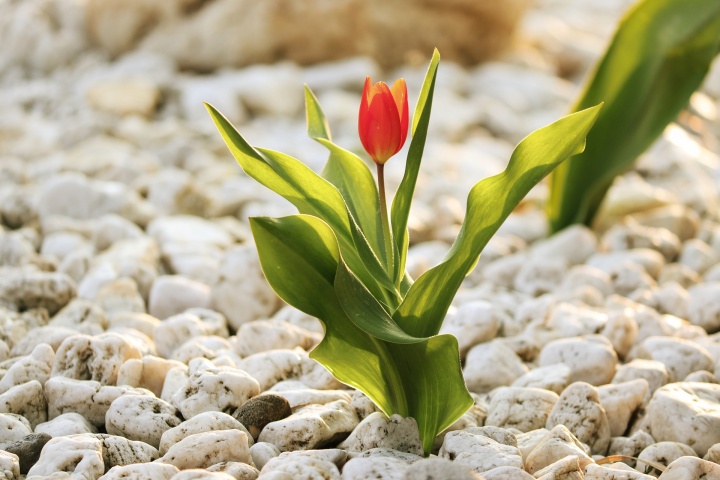 tulip-4108405_1920 tulip-4108405_1920