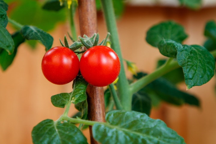 tomato-5419735_1920