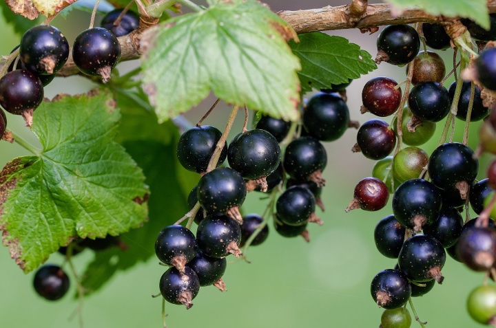 currant-896233_1920_1