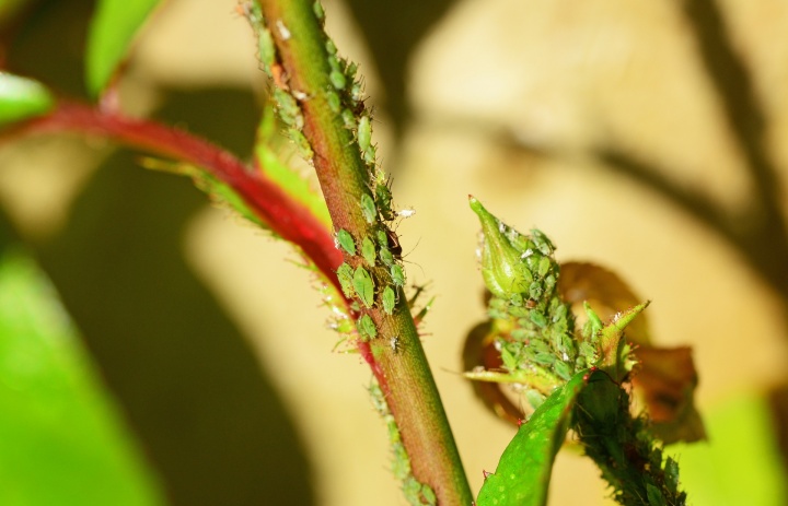 greenfly-328586_1920