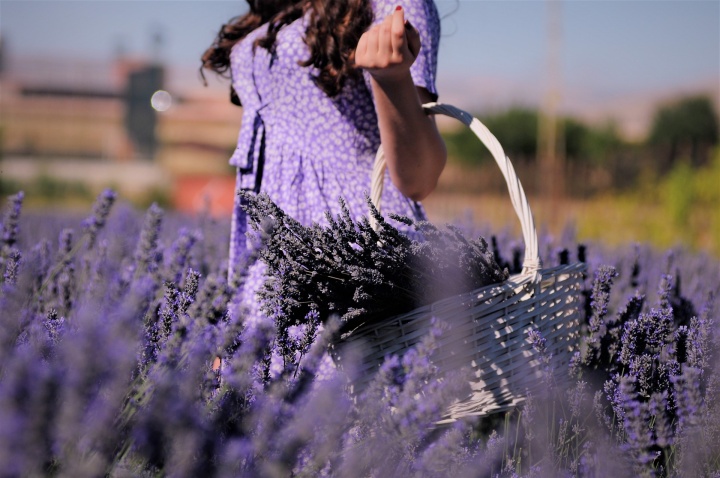 lavender-5854761_1920