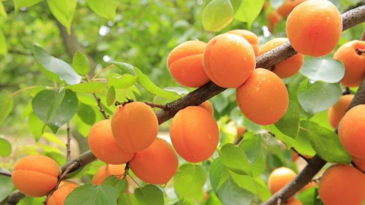 apricots-824626_1920