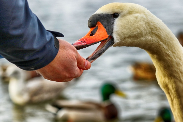 swan-4034720_1920