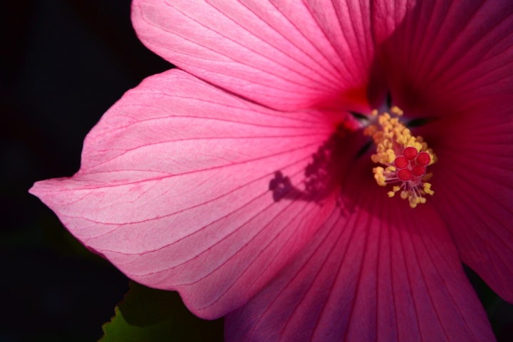 swamp-hibiscus-5499804_1920