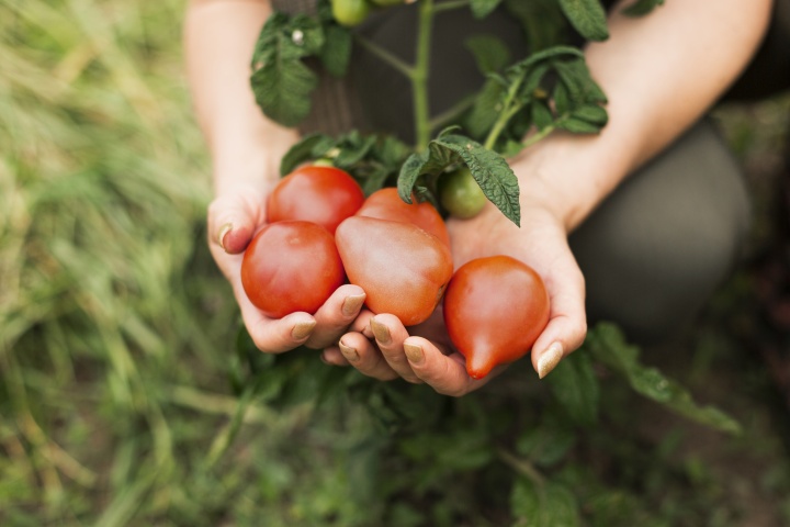 close-up-woman-holding-tomatoes