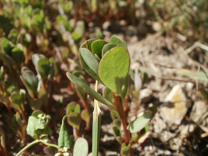 portulaca-oleracea-839500_1920