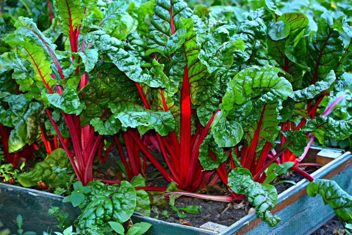 swiss-chard-3641280_1920_1