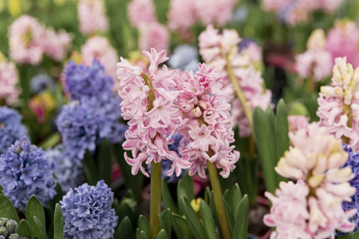 arrangement-with-colourful-hyacinths