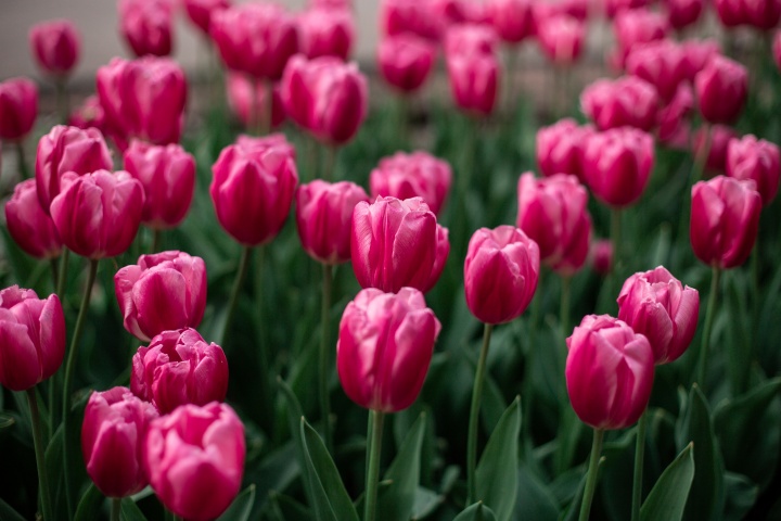 pink-tulips-blooming-field