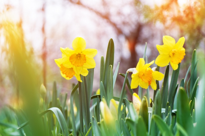 yellow-daffodil-narcissus-blooming-garden