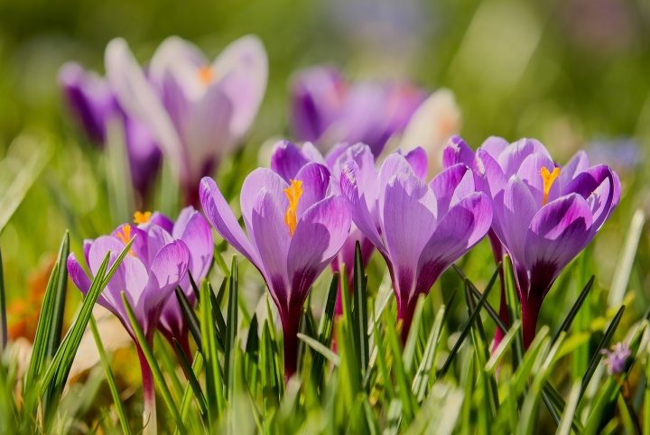 crocuses-g58e9317a9_1920