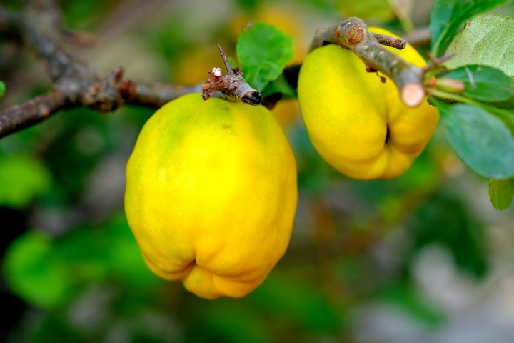 ornamental-quince-g4f235bc18_1920