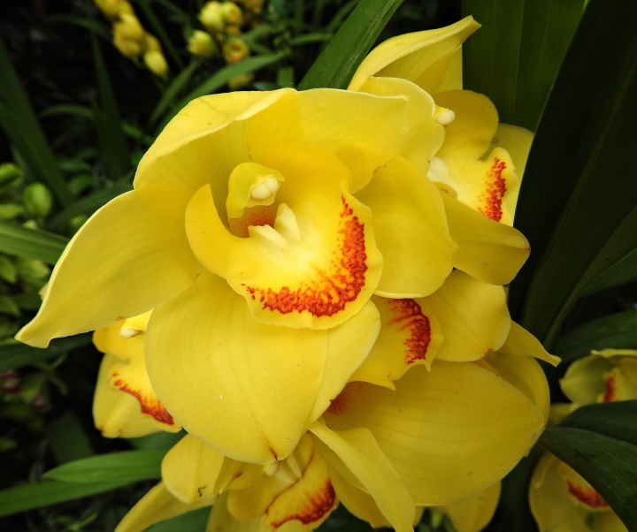 cymbidium-g052c5defb_1920