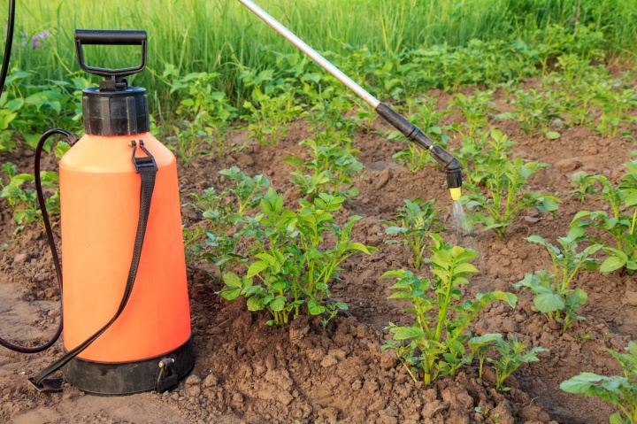 gardener-is-protecting-potatoe-plants-from-fungal-disease-vermin-with-pressure-sprayer-garden-bed