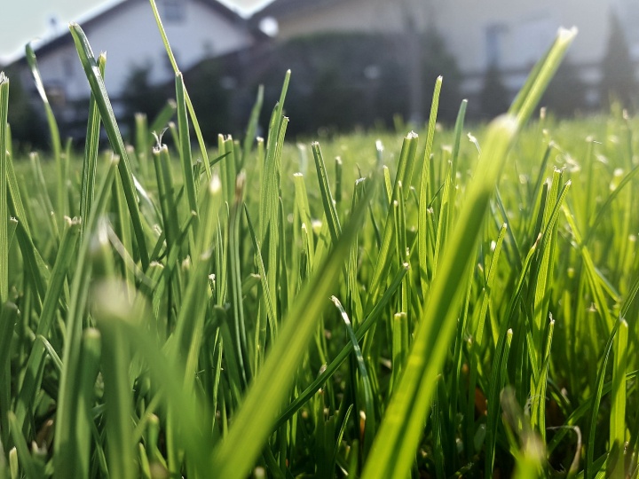 grass-g3c66a6695_1920