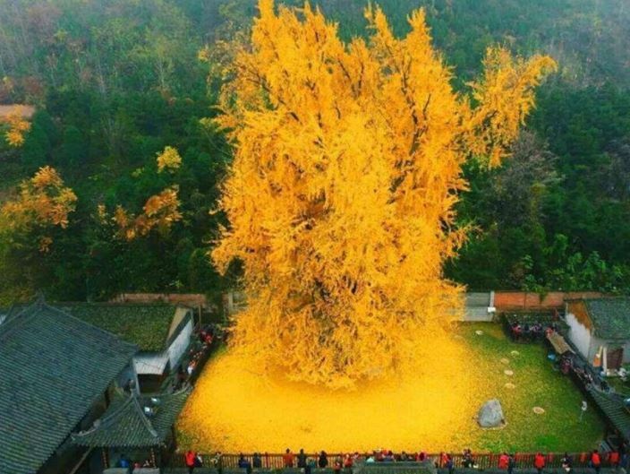 ginkgobiloba