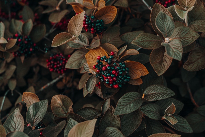 pexels-irina-iriser-1379636