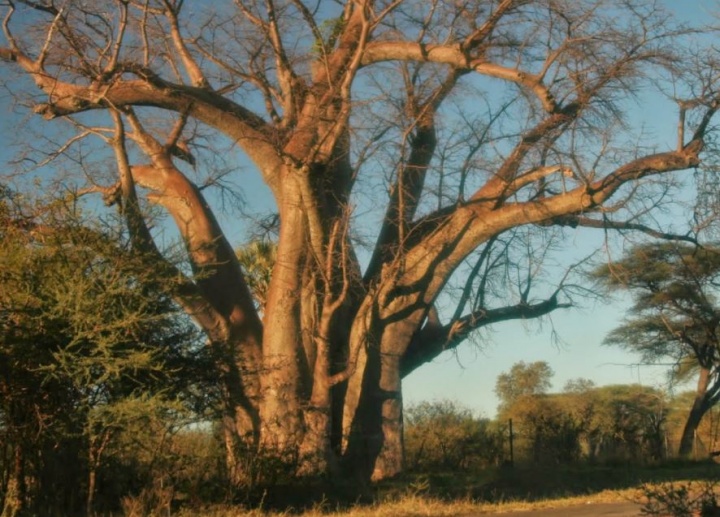 bigtreezimbabwe