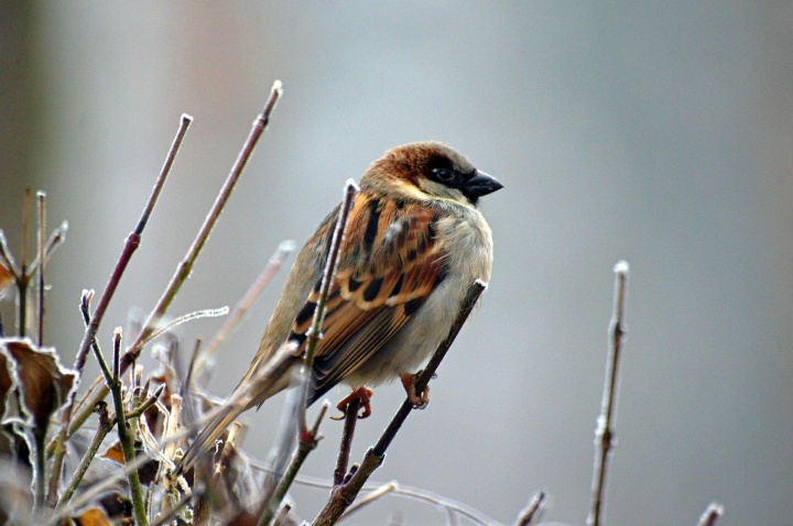 sparrow-gd71849922_1920