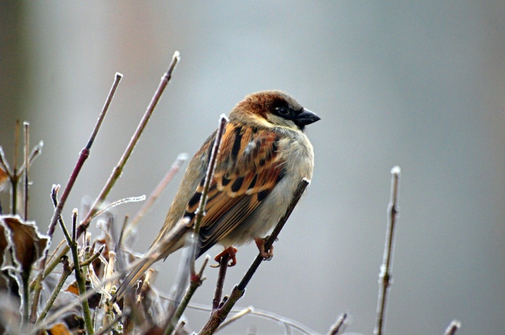 sparrow-gd71849922_1920 sparrow-gd71849922_1920