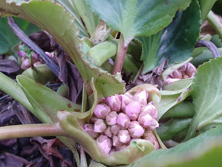 brlevl_bergenia brlevl_bergenia