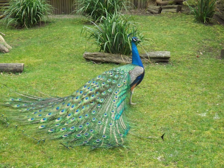 peacock-ga427c2bc3_1280 peacock-ga427c2bc3_1280