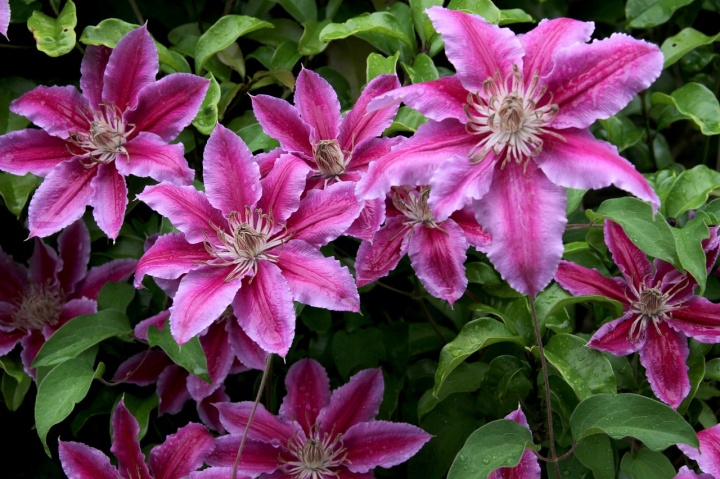 clematis_klematisz_iszalag