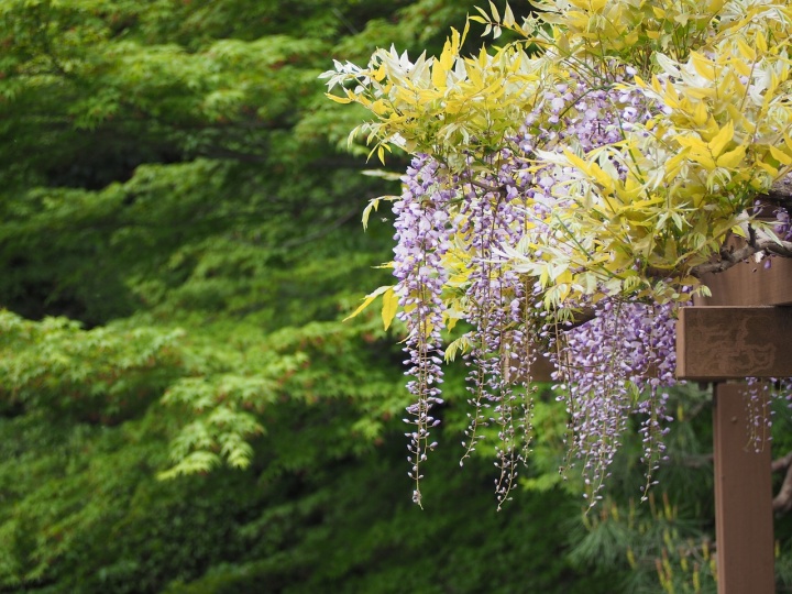 wisteria-gc6ebeb676_1280