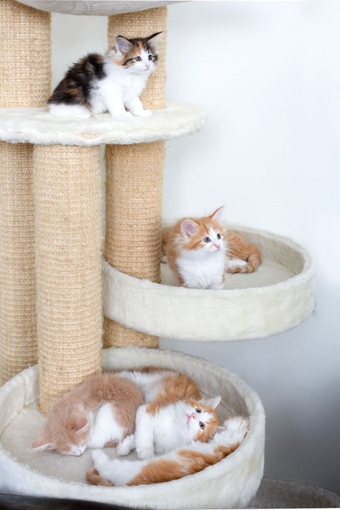 norwegian_kittens_in_a_cat_tree_med._res.___basic