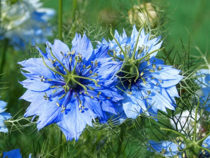 nigella_borzaskata_katicavirg nigella_borzaskata_katicavirg