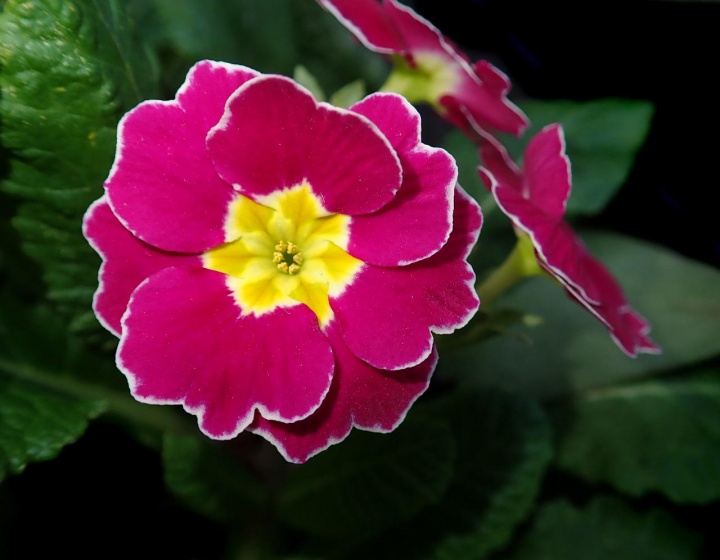 pink-polyanthus-gb2042b133_1280 pink-polyanthus-gb2042b133_1280