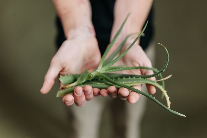 aloe_vera_aloe_vera_ltetse_aloe_vera_cserp