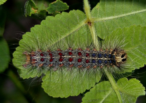 gyapjaslepke hernyója