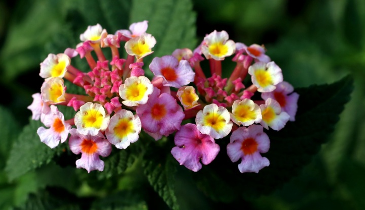 lantanas-g22fe87135_1280