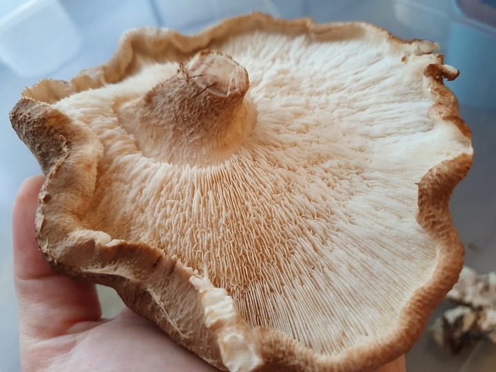 shiitake_shiitake_termesztse_gomba_termeszts_hzilag