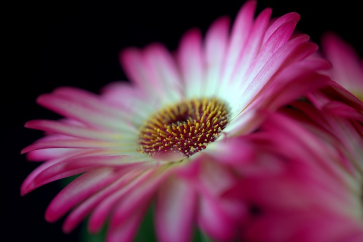 gerbera_pensz_ellen