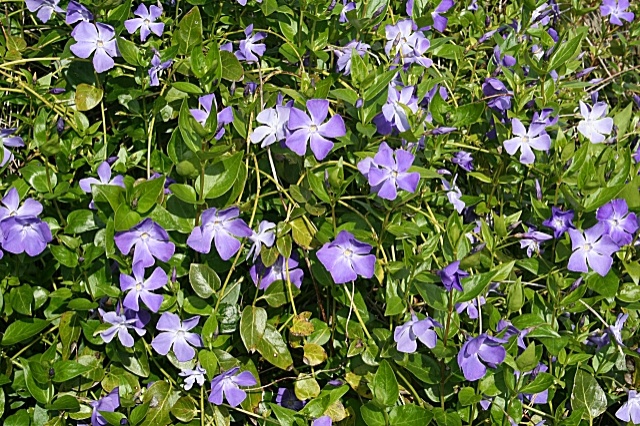 nagy_metng_vinca_major