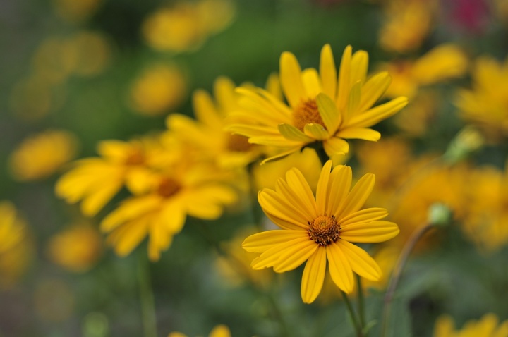 rdes_napszemvirg_heliopsis_helianthoides