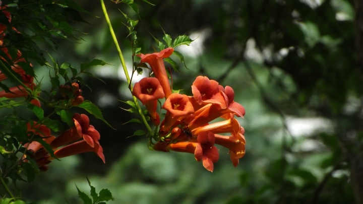 trombitafolyondr_campsis_radicans