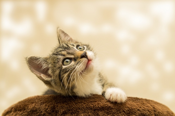 petguru.hu_-_2023_mrcius_-_linkmarketing_-_6 petguru.hu_-_2023_mrcius_-_linkmarketing_-_6