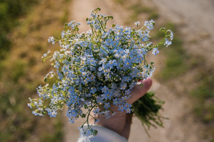 forget-me-nots-g09a88f41a_1280 forget-me-nots-g09a88f41a_1280