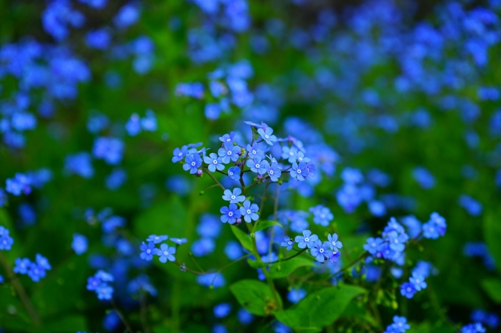 forget-me-nots-g0f8c5a291_1280