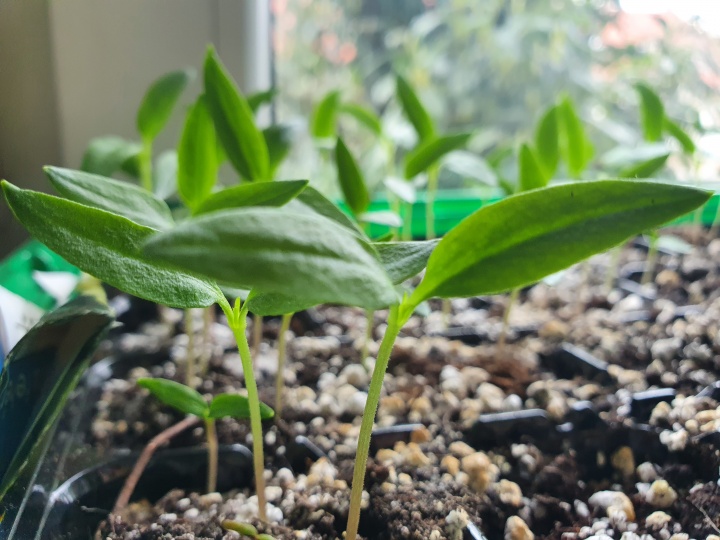 paprika_paprikapalnta_paradicsom_palntanevels paprika_paprikapalnta_paradicsom_palntanevels