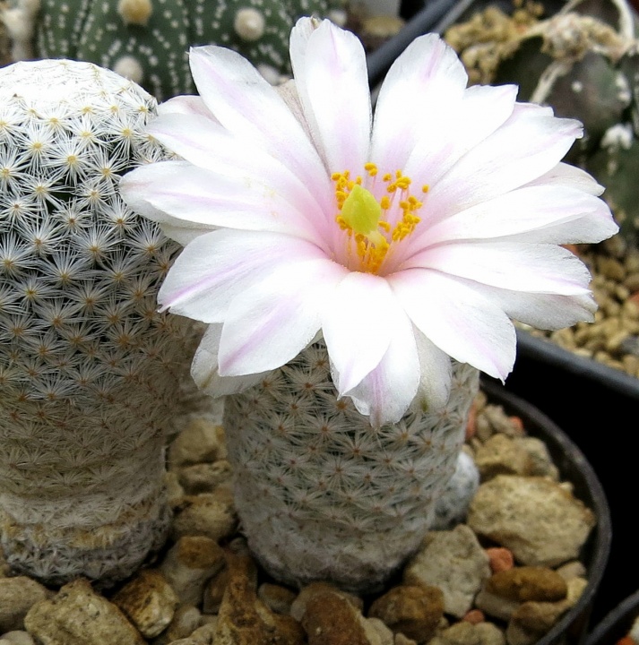 mammillaria_albiflora