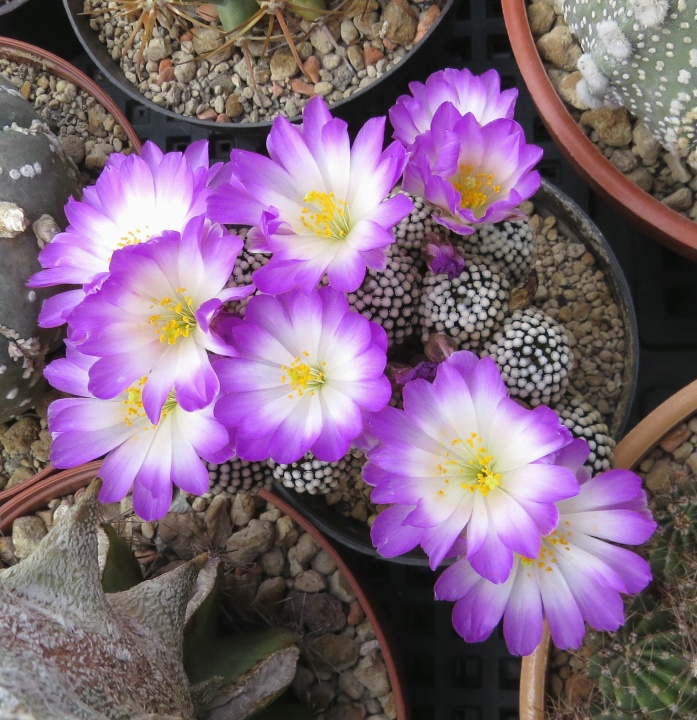 mammillaria_luethyi mammillaria_luethyi