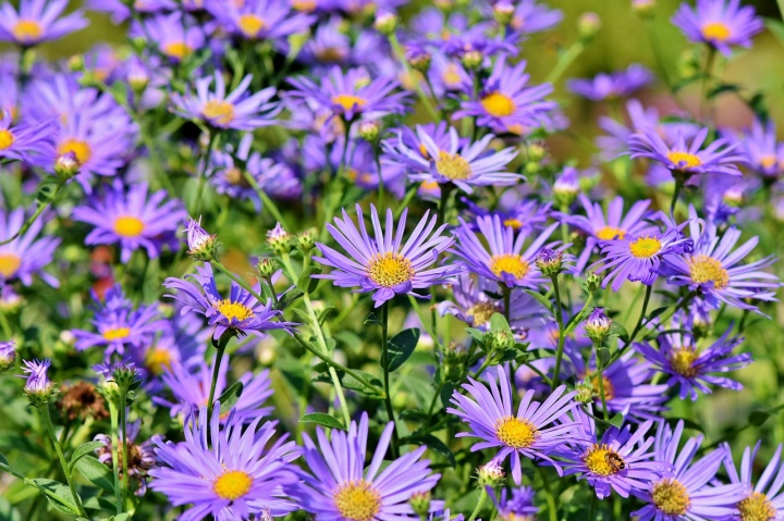 asters-3632294_1280 asters-3632294_1280