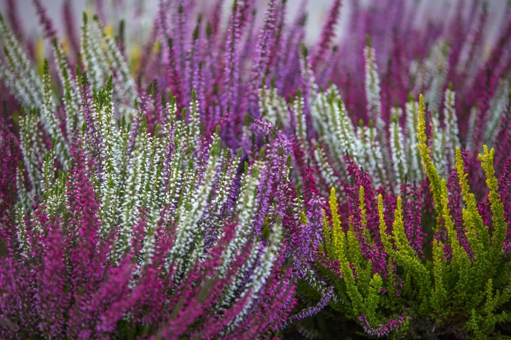 calluna-vulgaris-6842657_1280 calluna-vulgaris-6842657_1280