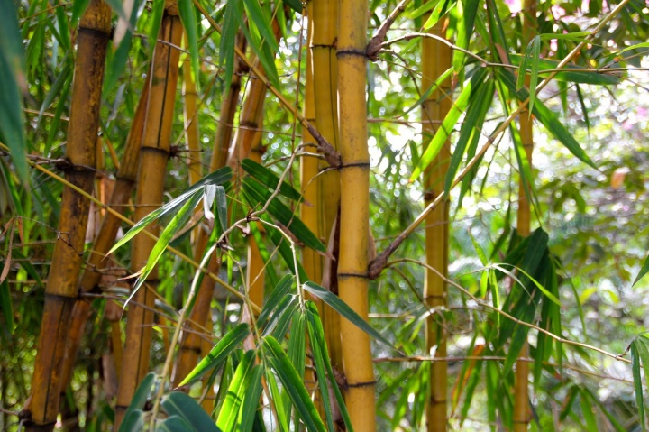 bamboo-1028699_1280 bamboo-1028699_1280